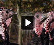 Kelly Bronze Turkeys